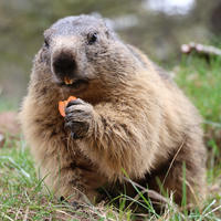 An alpine marmot sits upright on grassy ground, holding and nibbling on a small piece of food with its front paws. Its thick, brownish fur and rounded face are clearly visible in the close-up shot.