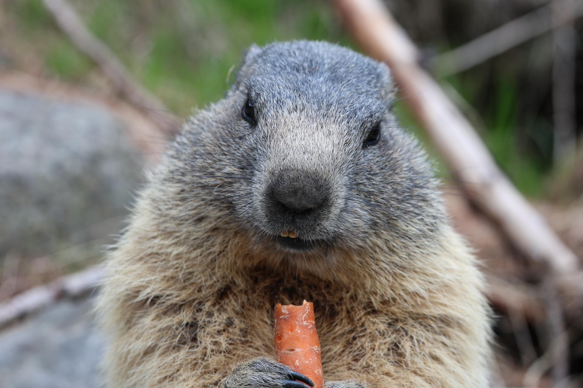 An alpine marmot is shown up close, holding and nibbling on a piece of carrot with its front paws. Its thick fur and expressive face are clearly visible against a blurred natural background.