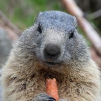 An alpine marmot is shown up close, holding and nibbling on a piece of carrot with its front paws. Its thick fur and expressive face are clearly visible against a blurred natural background.