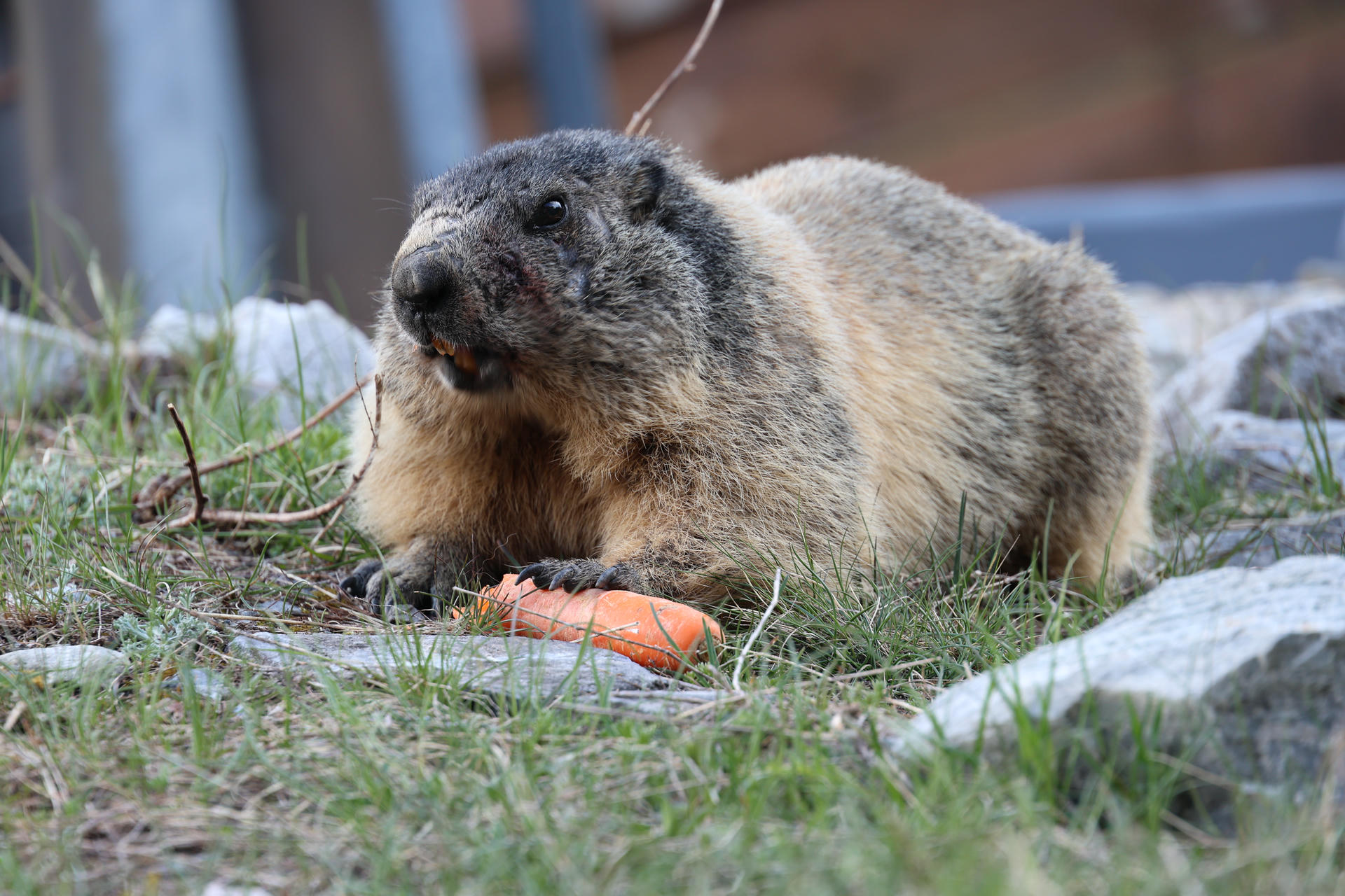 An alpine marmot sits on the grass, holding a carrot with its front paws and appearing to nibble on it. The marmot’s thick fur is a mix of gray and tan, and it is surrounded by rocks and greenery.