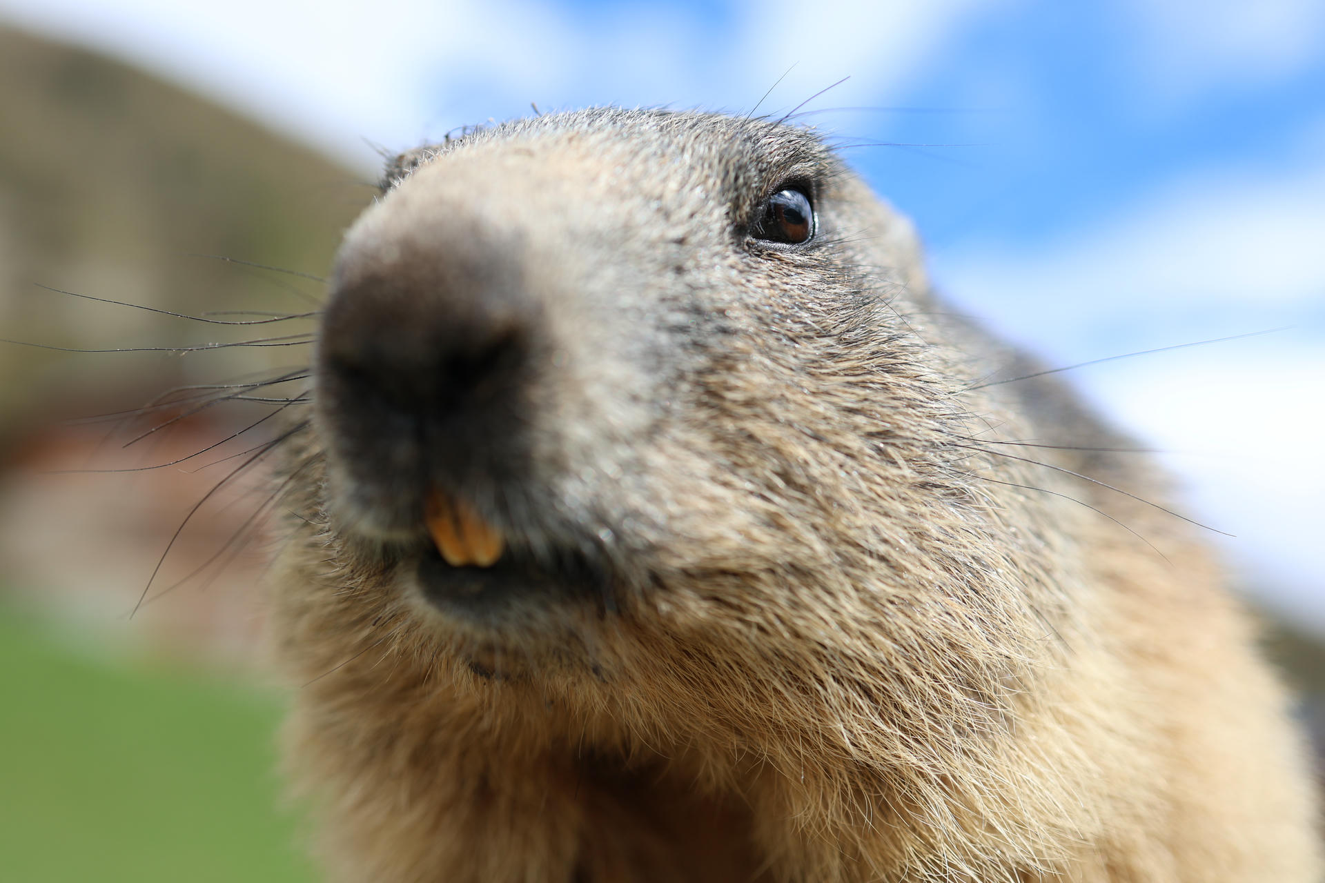 A close-up of an alpine marmot shows its furry face, dark nose, and prominent yellow teeth against a blurred outdoor background. The blue sky and hints of green suggest it is in its natural mountain habitat.