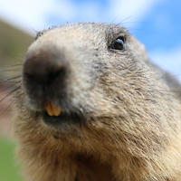 A close-up of an alpine marmot shows its furry face, dark nose, and prominent yellow teeth against a blurred outdoor background. The blue sky and hints of green suggest it is in its natural mountain habitat.