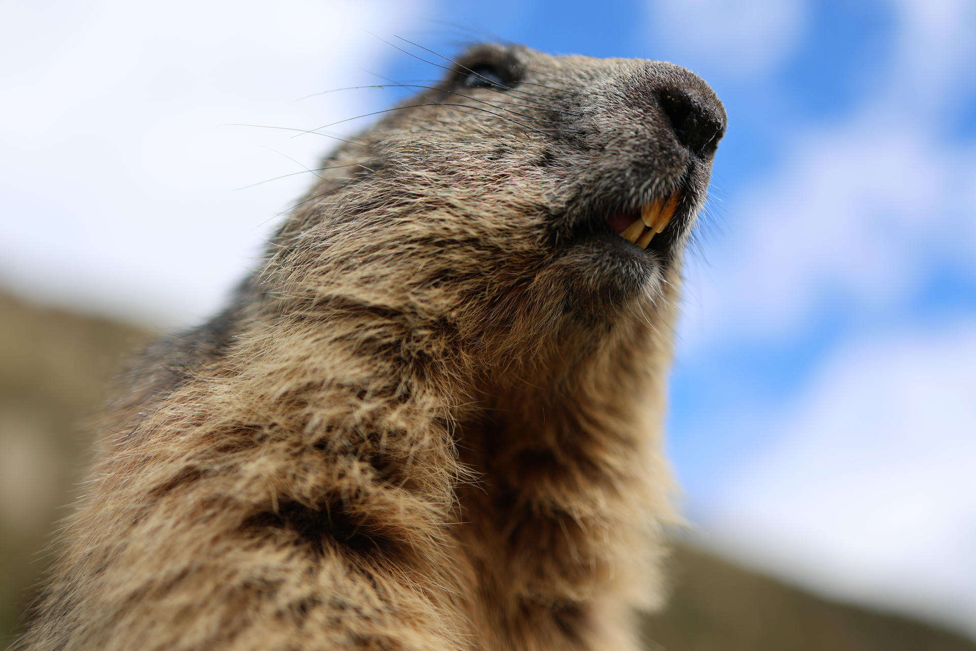 A close-up view of an alpine marmot shows its furry face and neck against a blurred background of blue sky and clouds. The marmot's nose and whiskers are prominent, highlighting its alert expression.