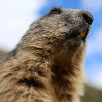 A close-up view of an alpine marmot shows its furry face and neck against a blurred background of blue sky and clouds. The marmot's nose and whiskers are prominent, highlighting its alert expression.