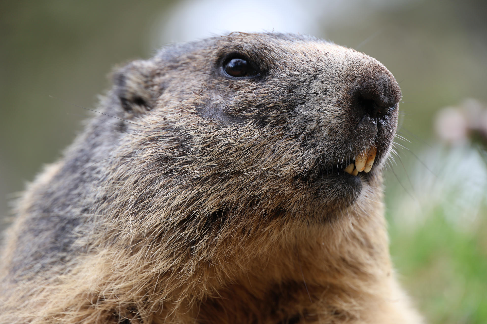 This close-up photo shows the head of an alpine marmot, highlighting its coarse fur, dark eyes, and prominent yellowish teeth. The background is softly blurred, drawing attention to the marmot’s expressive face.