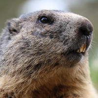This close-up photo shows the head of an alpine marmot, highlighting its coarse fur, dark eyes, and prominent yellowish teeth. The background is softly blurred, drawing attention to the marmot’s expressive face.