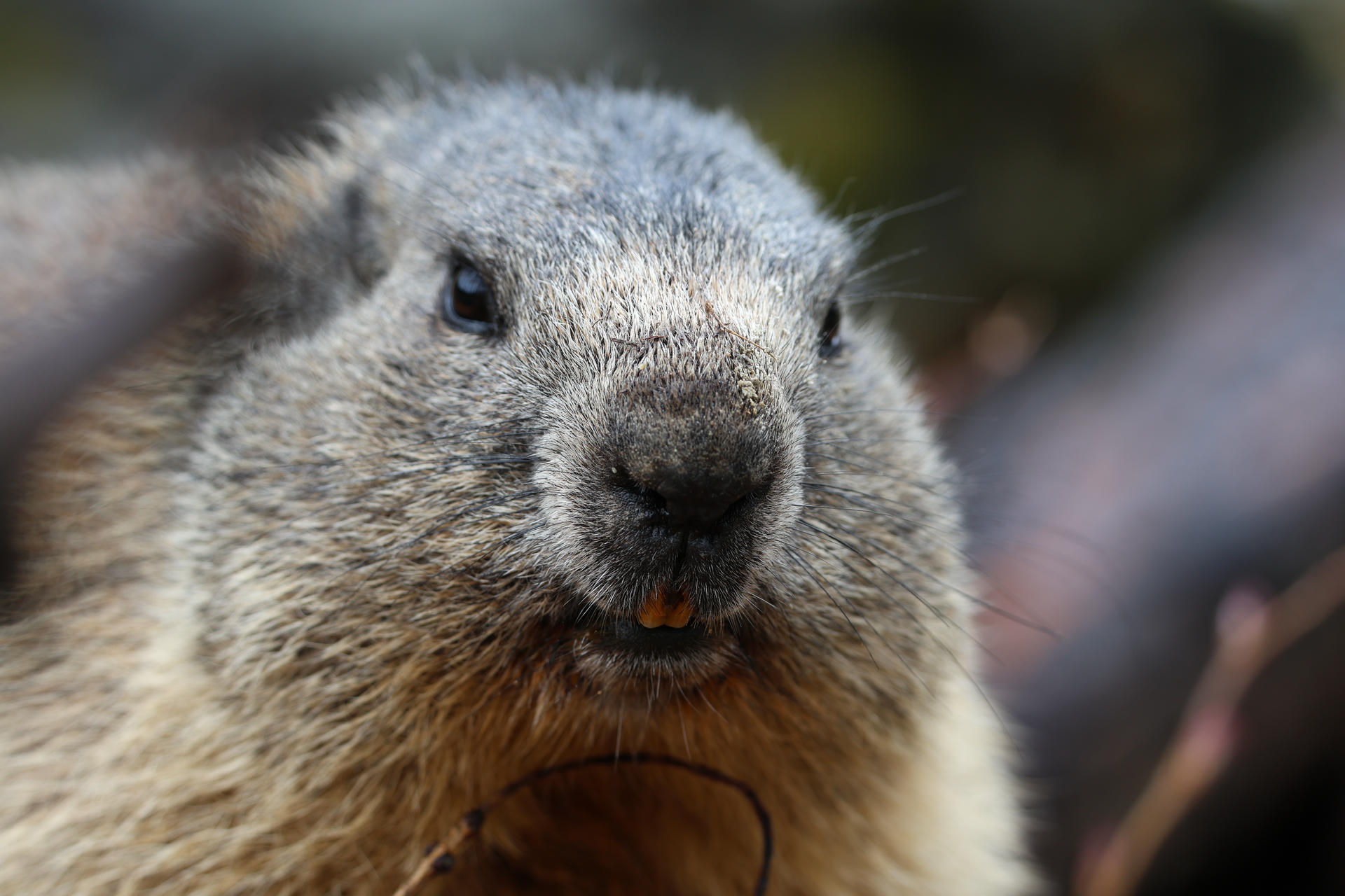 This close-up photo shows the face of an alpine marmot, highlighting its grey and brown fur, small dark eyes, and prominent front teeth. The background is softly blurred, keeping the focus on the marmot's expressive features.