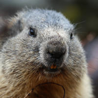 This close-up photo shows the face of an alpine marmot, highlighting its grey and brown fur, small dark eyes, and prominent front teeth. The background is softly blurred, keeping the focus on the marmot's expressive features.