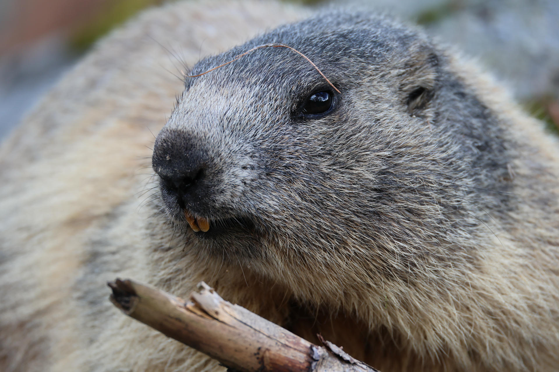 An alpine marmot is shown in close-up, highlighting its grey and brown fur and dark eyes as it holds a stick in its mouth. The detailed texture of its fur and whiskers is clearly visible.