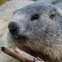 An alpine marmot is shown in close-up, highlighting its grey and brown fur and dark eyes as it holds a stick in its mouth. The detailed texture of its fur and whiskers is clearly visible.