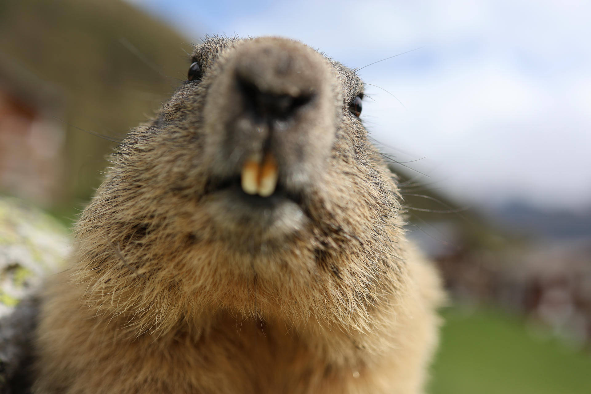 A close-up view of an alpine marmot shows its face and prominent yellow teeth, with soft fur and a blurred natural background. The marmot appears curious, looking directly at the camera.