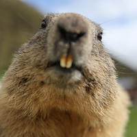 A close-up view of an alpine marmot shows its face and prominent yellow teeth, with soft fur and a blurred natural background. The marmot appears curious, looking directly at the camera.