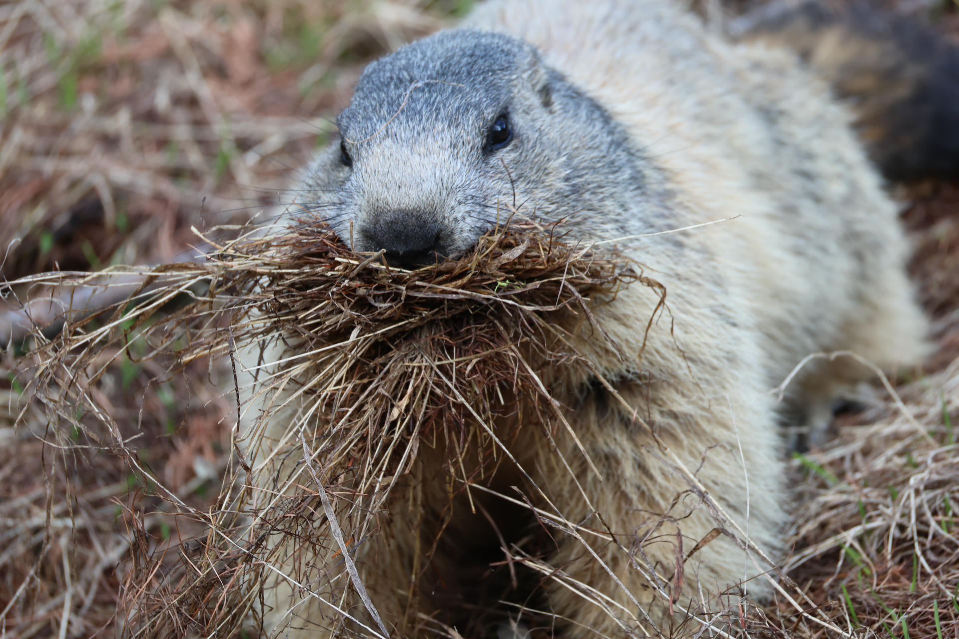 An alpine marmot is shown up close with its mouth full of dry grass, likely gathering nesting material. Its fur appears thick and grayish, and the background is a blur of natural ground cover.