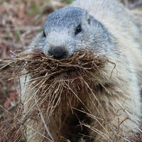 An alpine marmot is shown up close with its mouth full of dry grass, likely gathering nesting material. Its fur appears thick and grayish, and the background is a blur of natural ground cover.
