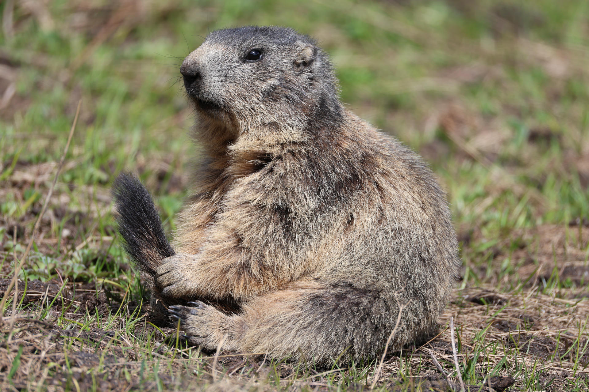 An alpine marmot sits upright on grassy ground, holding its bushy tail with its front paws and looking off to the side. Its thick fur appears mottled gray and brown, blending with the natural surroundings.