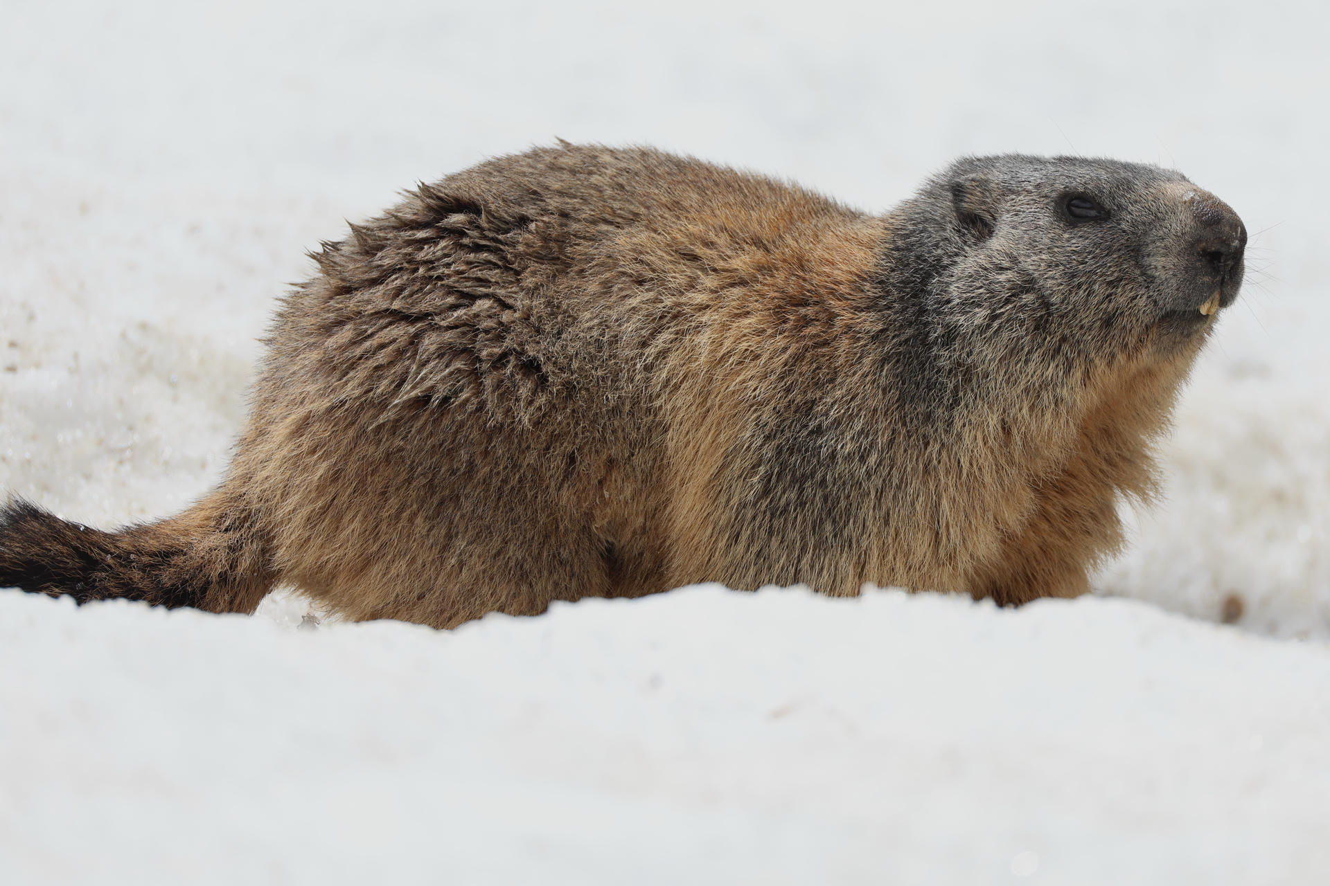 An alpine marmot with thick brown and gray fur is standing on snow, looking alert. The background is a snowy landscape, highlighting the marmot's natural habitat.
