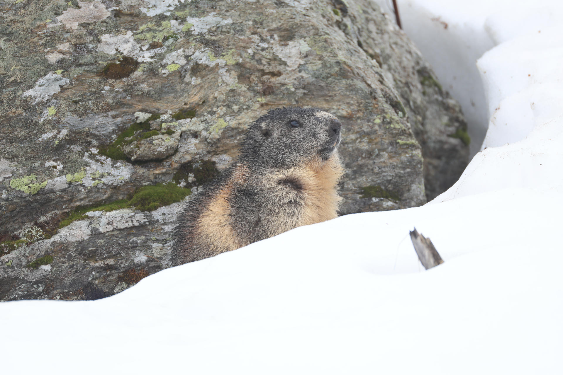 An alpine marmot with thick, grayish-brown fur is partially visible behind a patch of snow, with a rocky background behind it. The marmot appears alert, looking slightly upward.
