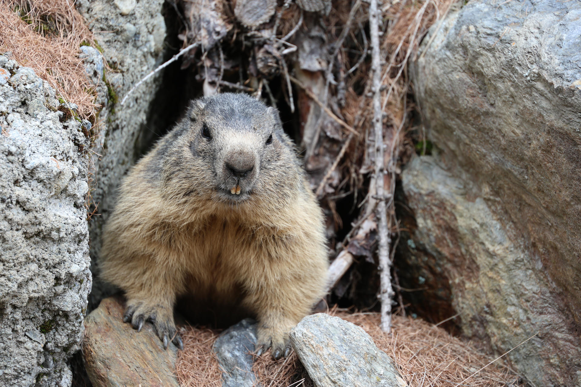 An alpine marmot with thick, brownish fur and a rounded face is sitting upright among rocks and branches, looking directly at the camera. Its small front paws are visible, and its surroundings suggest a natural mountain habitat.