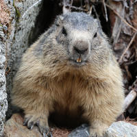 An alpine marmot with thick, brownish fur and a rounded face is sitting upright among rocks and branches, looking directly at the camera. Its small front paws are visible, and its surroundings suggest a natural mountain habitat.