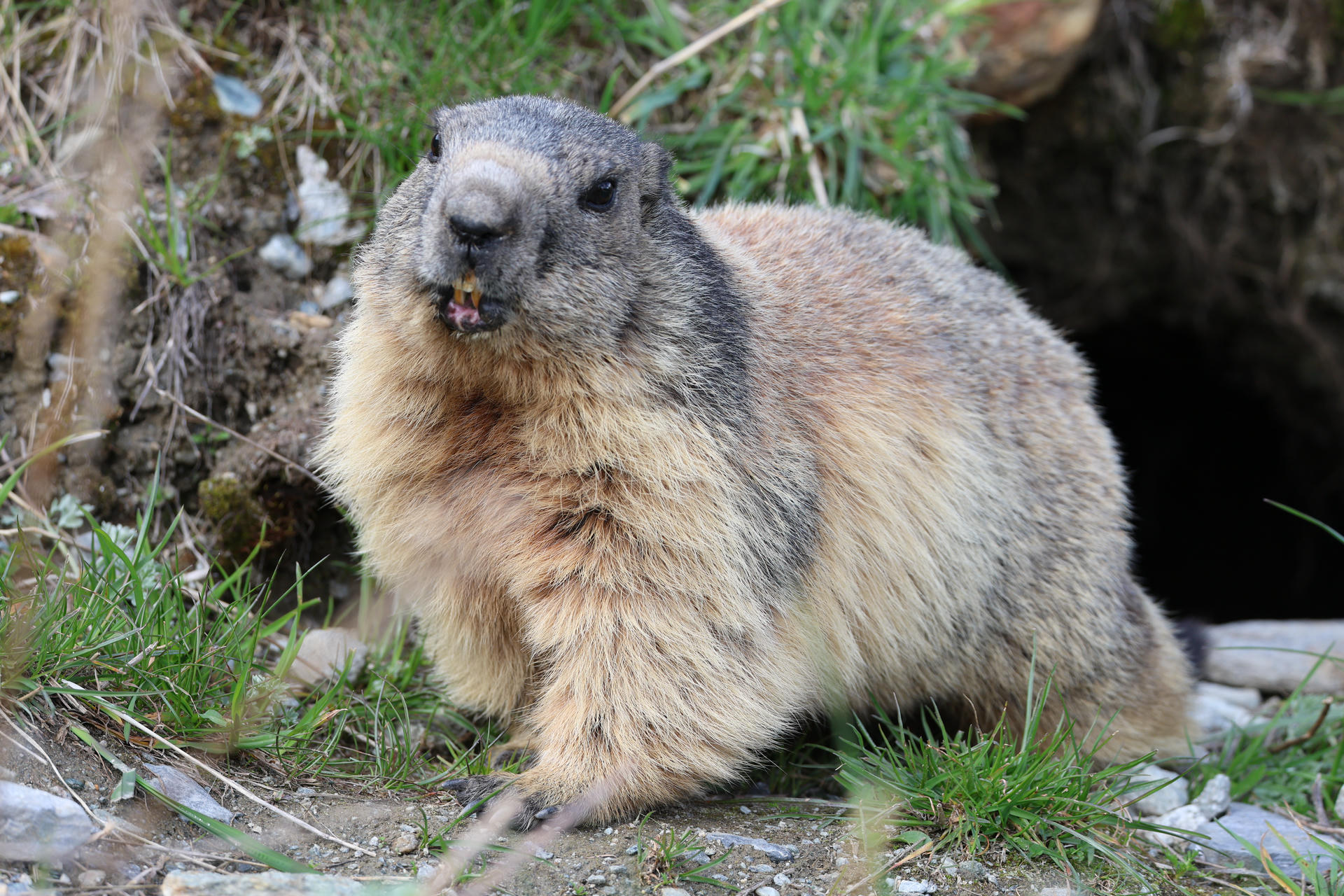 An alpine marmot with thick, light brown fur and a rounded body sits on the ground near the entrance of its burrow, surrounded by grass and rocks. Its head is slightly raised, and it appears to be looking toward the camera.