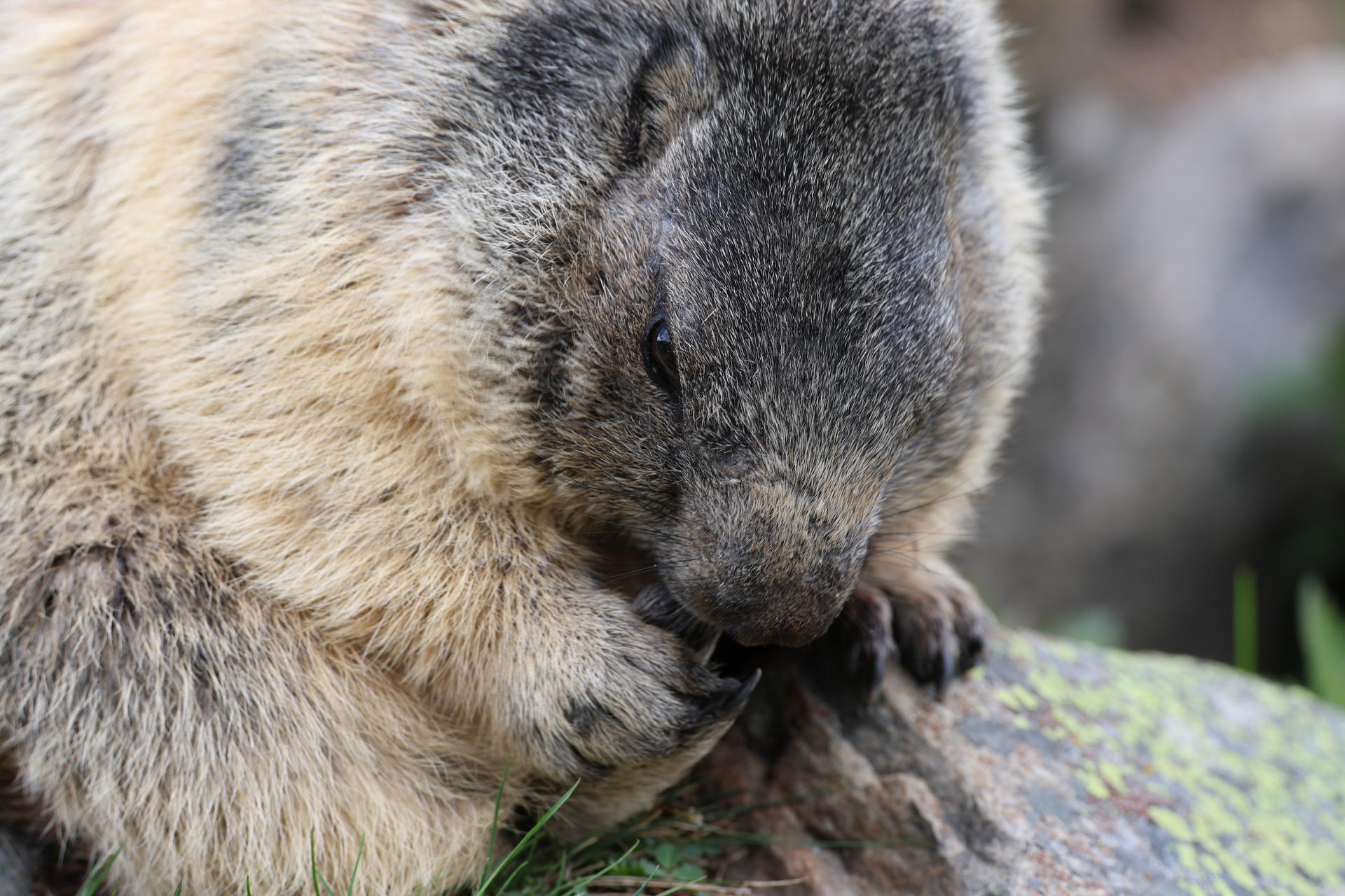 An alpine marmot is shown in close-up, using its front paws to hold and nibble on a twig. Its thick fur and rounded face are clearly visible.