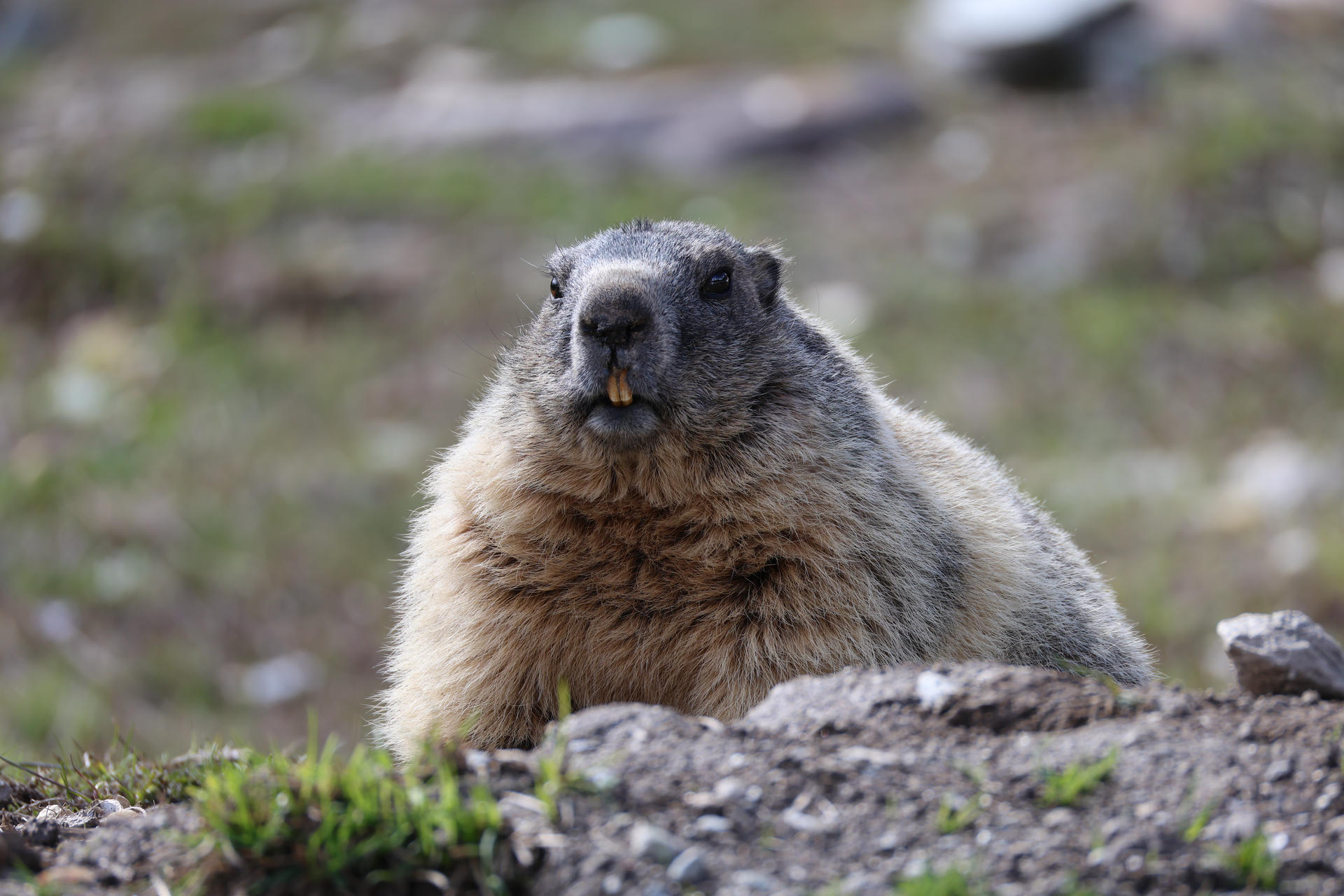 An alpine marmot sits upright on rocky ground, its thick fur and rounded body clearly visible as it looks directly at the camera. The background is blurred, highlighting the marmot in its natural habitat.