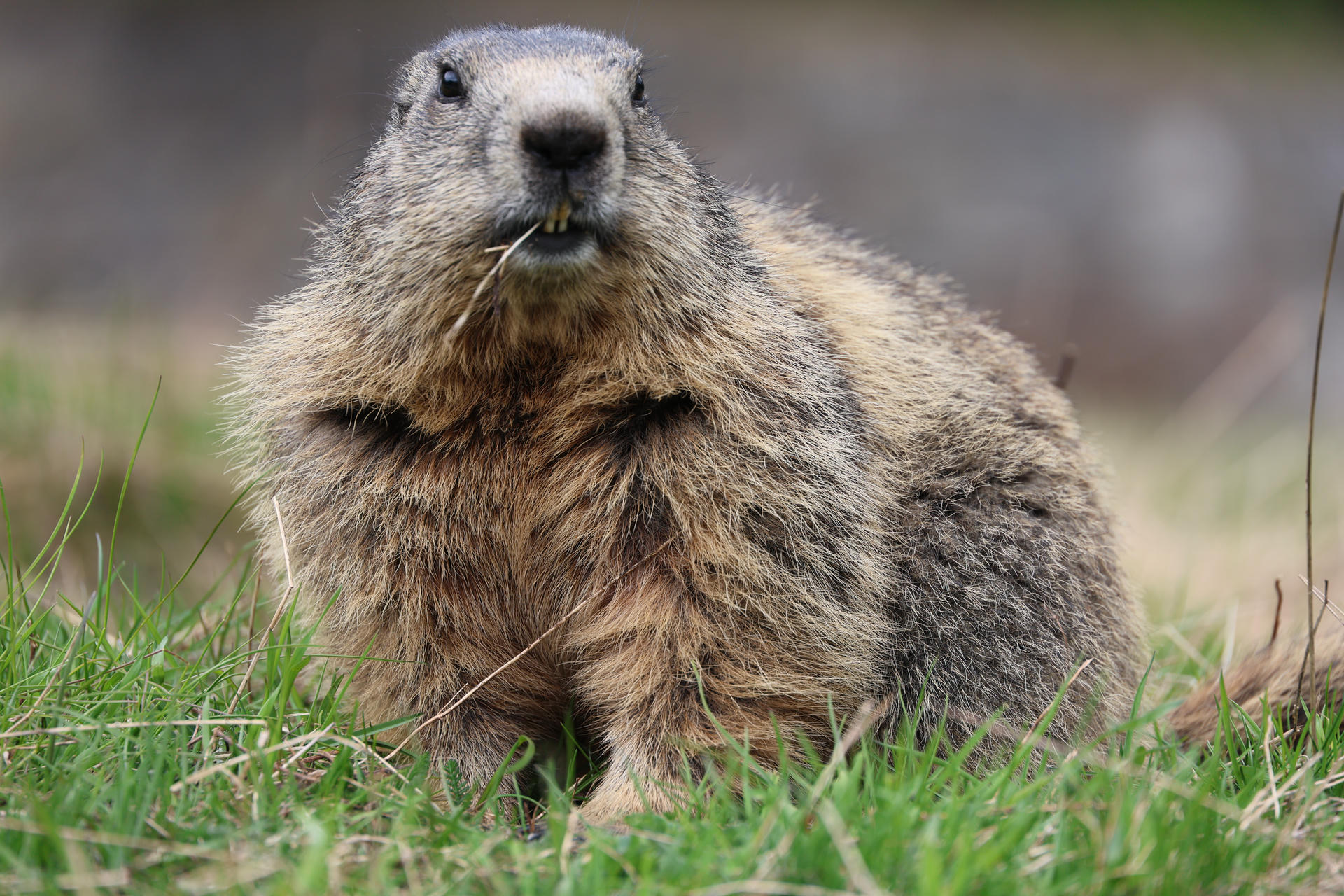 An alpine marmot sits in green grass, its thick fur a mix of brown and gray, with a few blades of grass caught in its mouth. The marmot looks alert and faces the camera, showing its rounded body and expressive face.