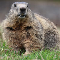 An alpine marmot sits in green grass, its thick fur a mix of brown and gray, with a few blades of grass caught in its mouth. The marmot looks alert and faces the camera, showing its rounded body and expressive face.