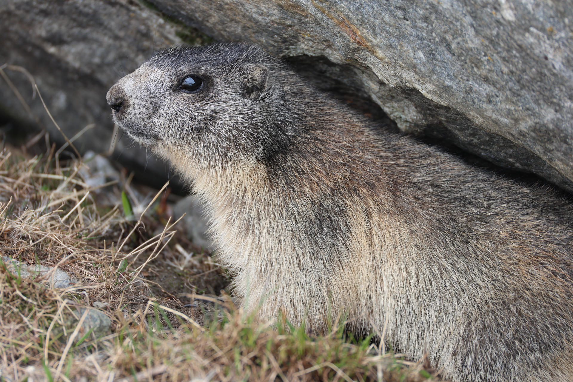 An alpine marmot with thick grayish-brown fur is sitting on the ground near some rocks and dry grass. Its head is slightly raised, and it appears alert in its natural rocky habitat.