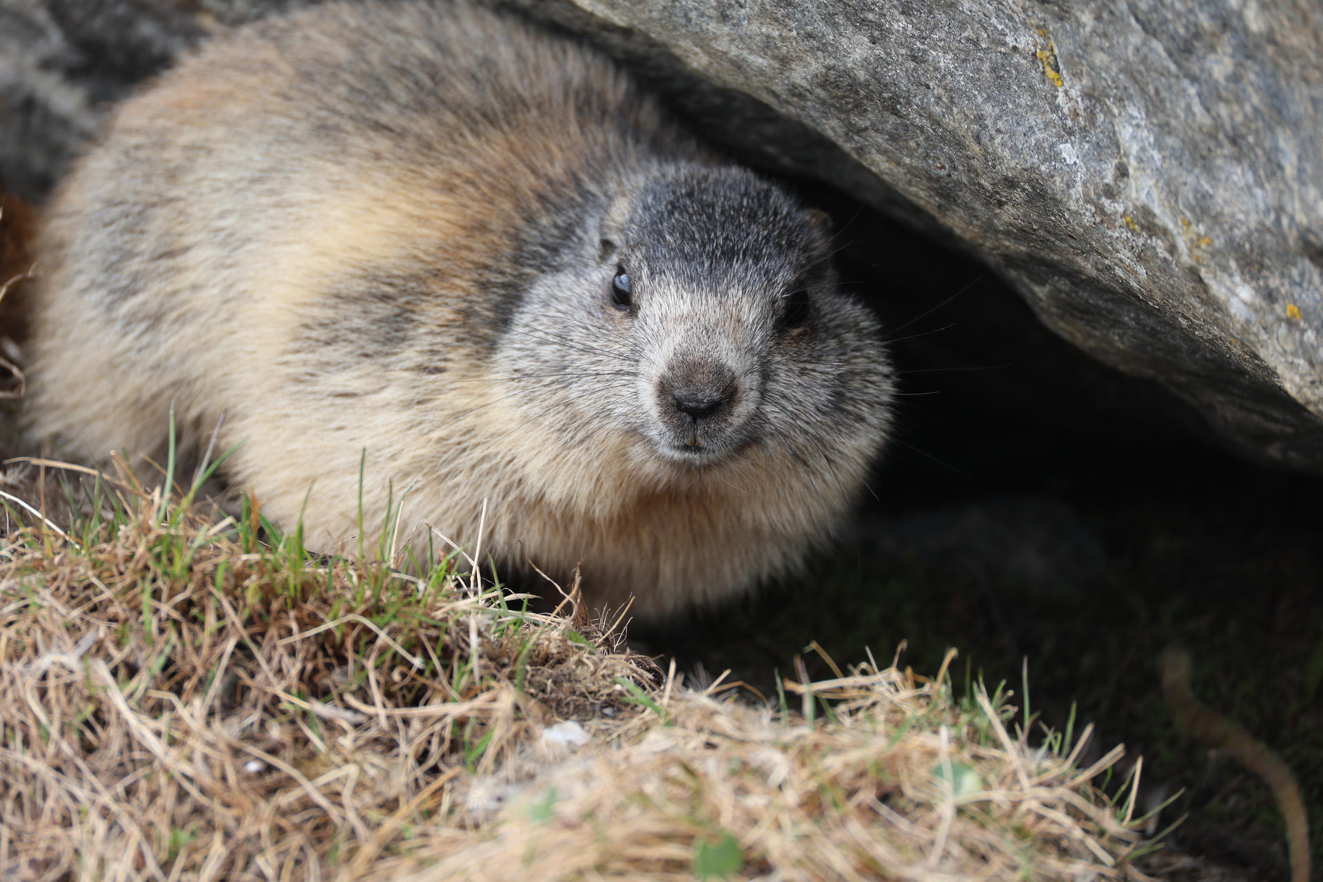 An alpine marmot with thick, grayish-brown fur is peeking out from under a rock, its round face and dark eyes looking directly at the camera. The marmot's chubby cheeks and short snout are clearly visible.