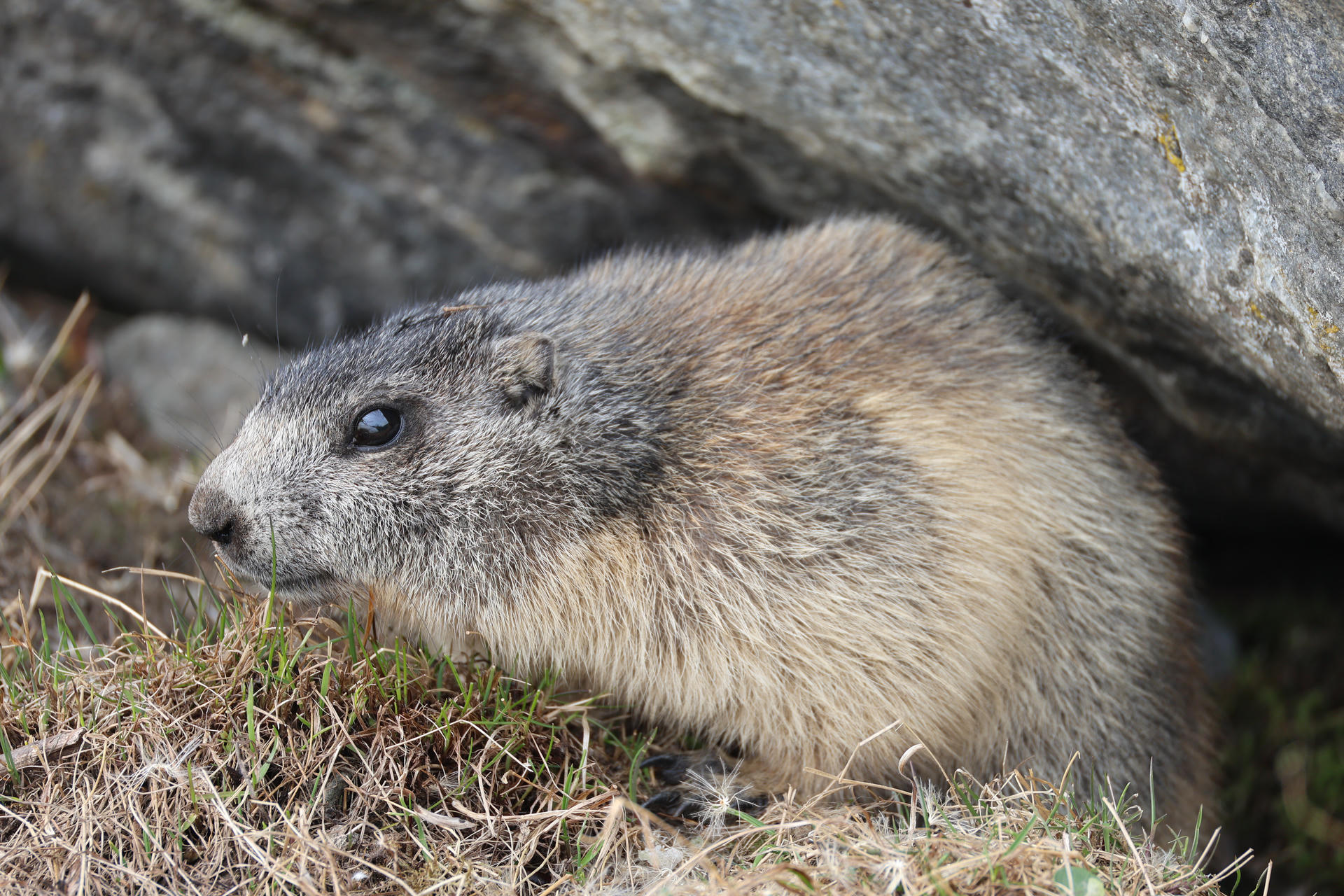 An alpine marmot with thick, grayish-brown fur is seen close-up, resting on grassy ground near a rocky background. Its rounded body and alert expression are clearly visible.