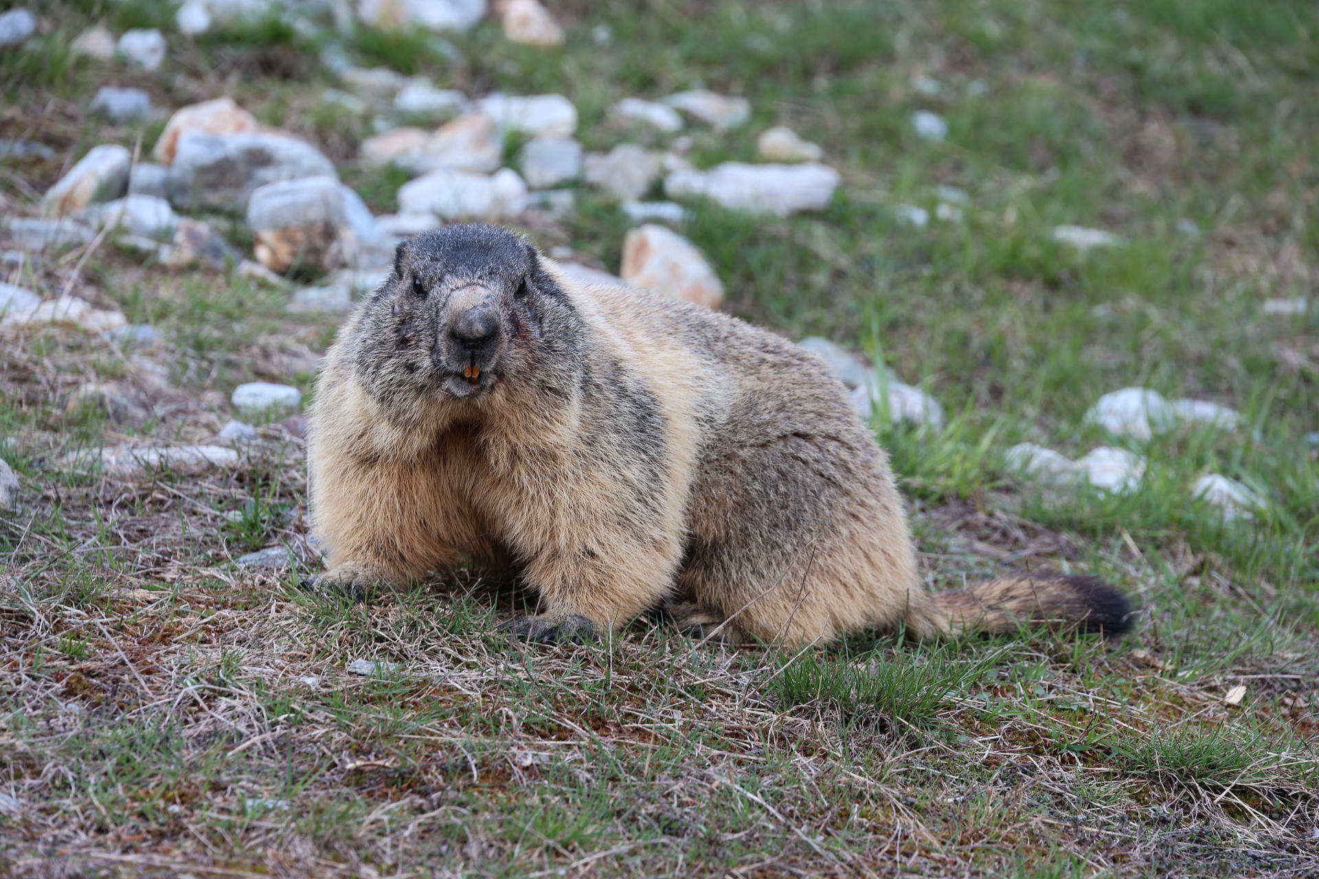An alpine marmot with thick, grayish-brown fur sits alert on grassy ground with scattered rocks in the background. Its round body and short legs are clearly visible as it faces the camera.