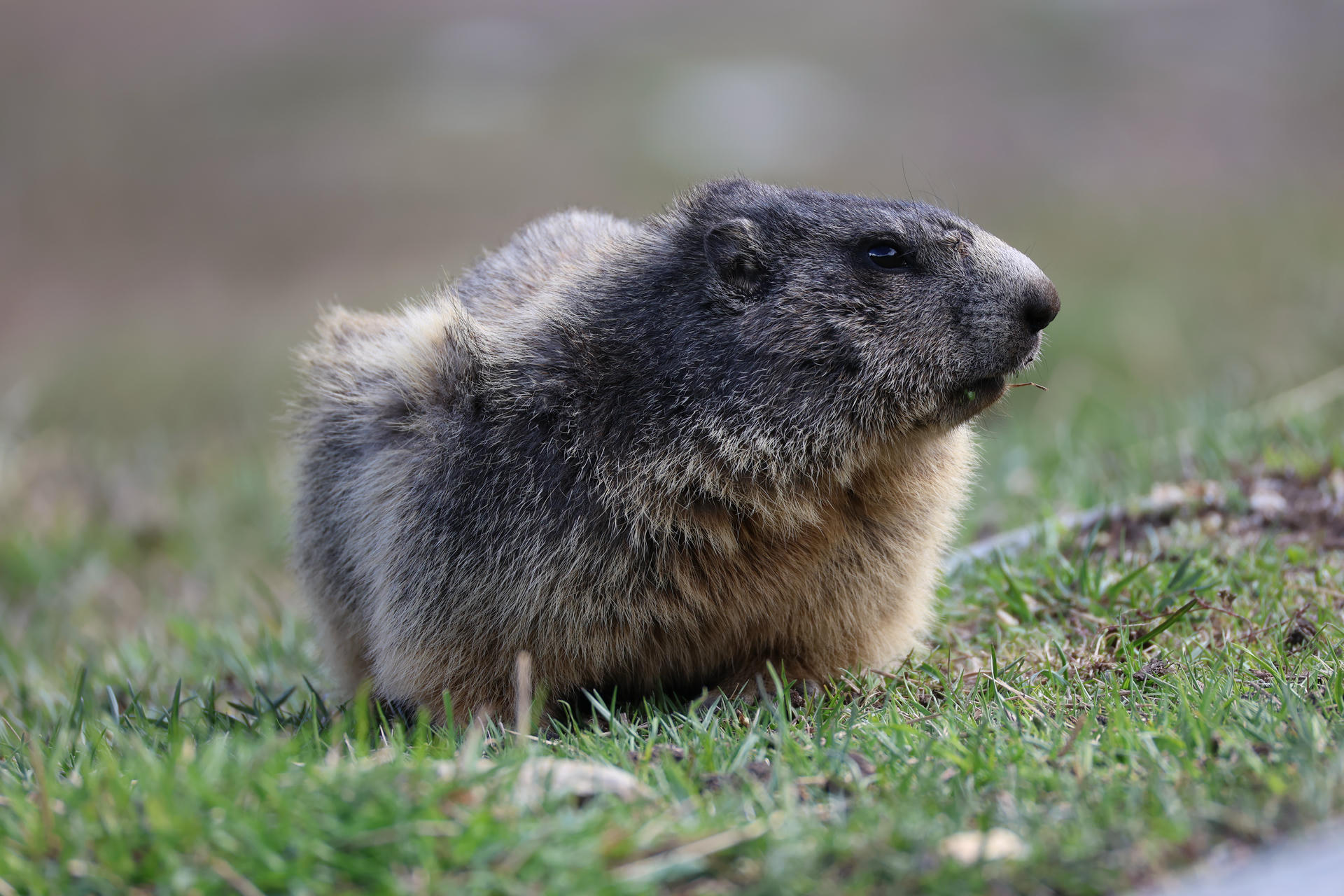 An alpine marmot with thick, grayish-brown fur is sitting on grassy ground, looking off to the side. The background is softly blurred, drawing attention to the marmot’s rounded body and alert posture.