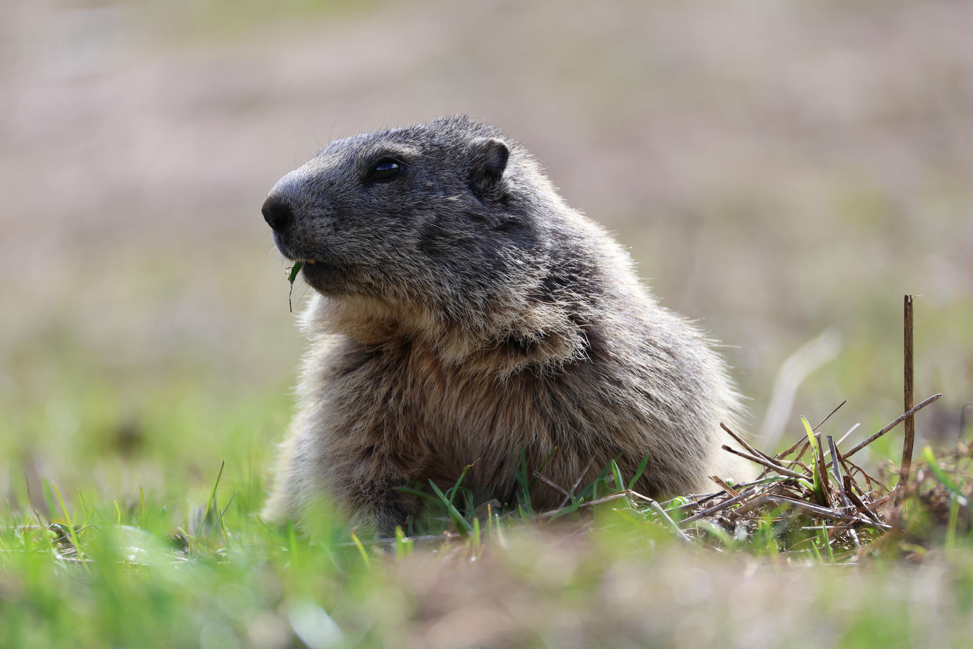 An alpine marmot with thick, grayish fur is sitting upright in green grass, looking alertly to the side. The background is softly blurred, drawing attention to the marmot’s expressive face and sturdy build.