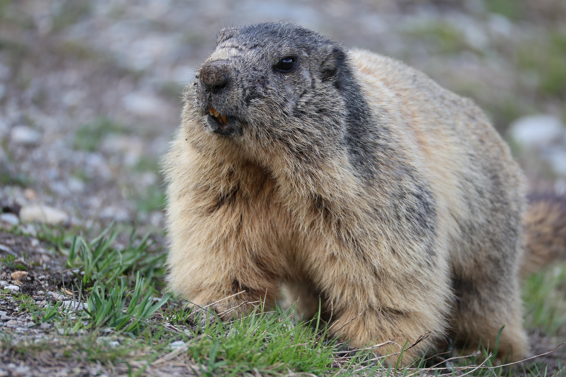 An alpine marmot with thick, light brown fur and a darker face is sitting on the ground among grass and rocks. The marmot appears alert and is looking slightly upward.