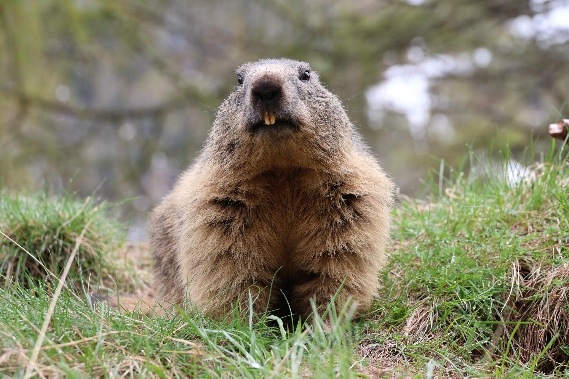 An alpine marmot sits upright on grassy ground, looking directly at the camera with its nose and teeth visible. The background is softly blurred with hints of trees and natural surroundings.