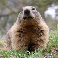 An alpine marmot sits upright on grassy ground, looking directly at the camera with its nose and teeth visible. The background is softly blurred with hints of trees and natural surroundings.