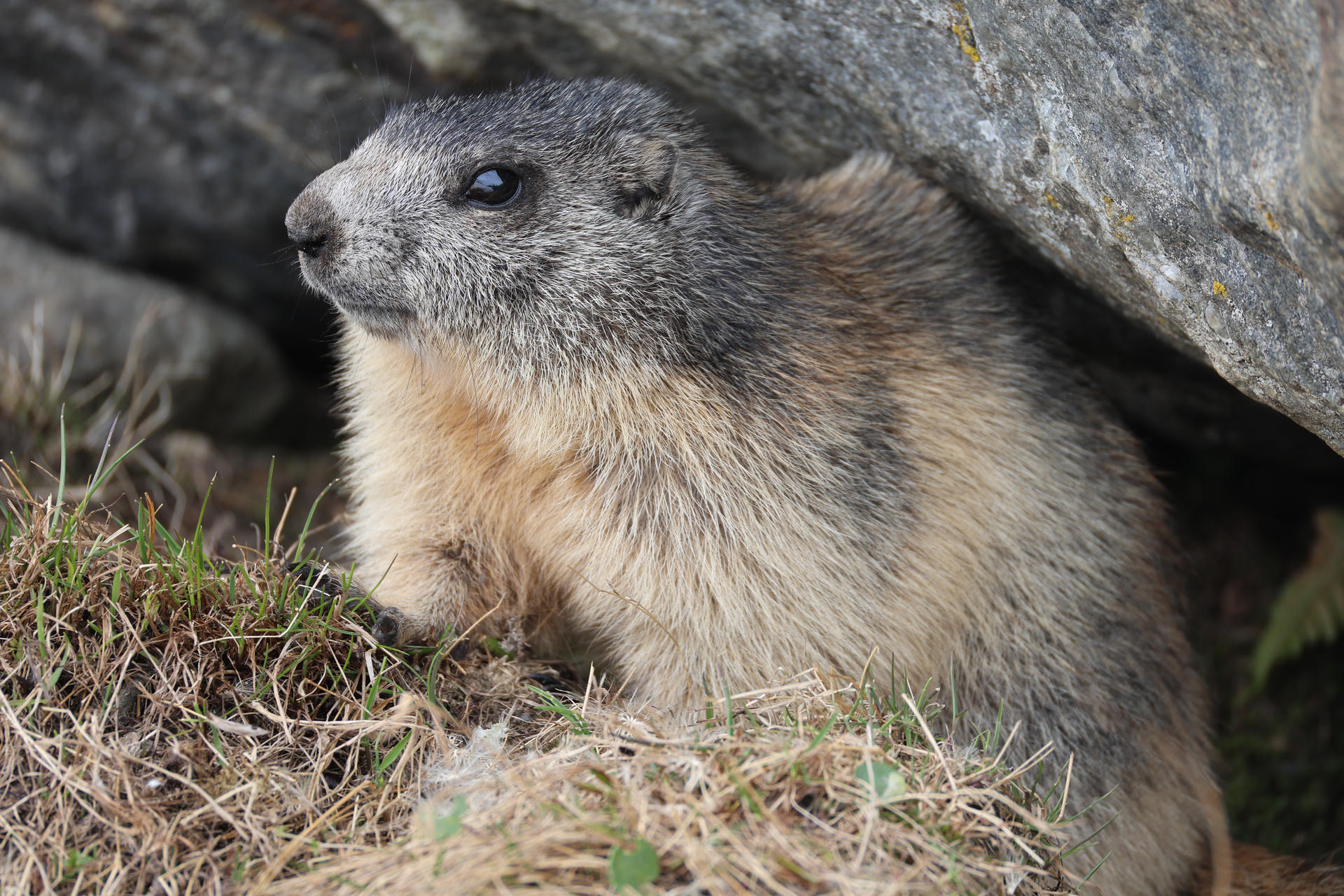 An alpine marmot with thick, grayish-brown fur is sitting on the ground near some rocks, looking alert and curious. Its rounded body and small ears are clearly visible against the natural background.