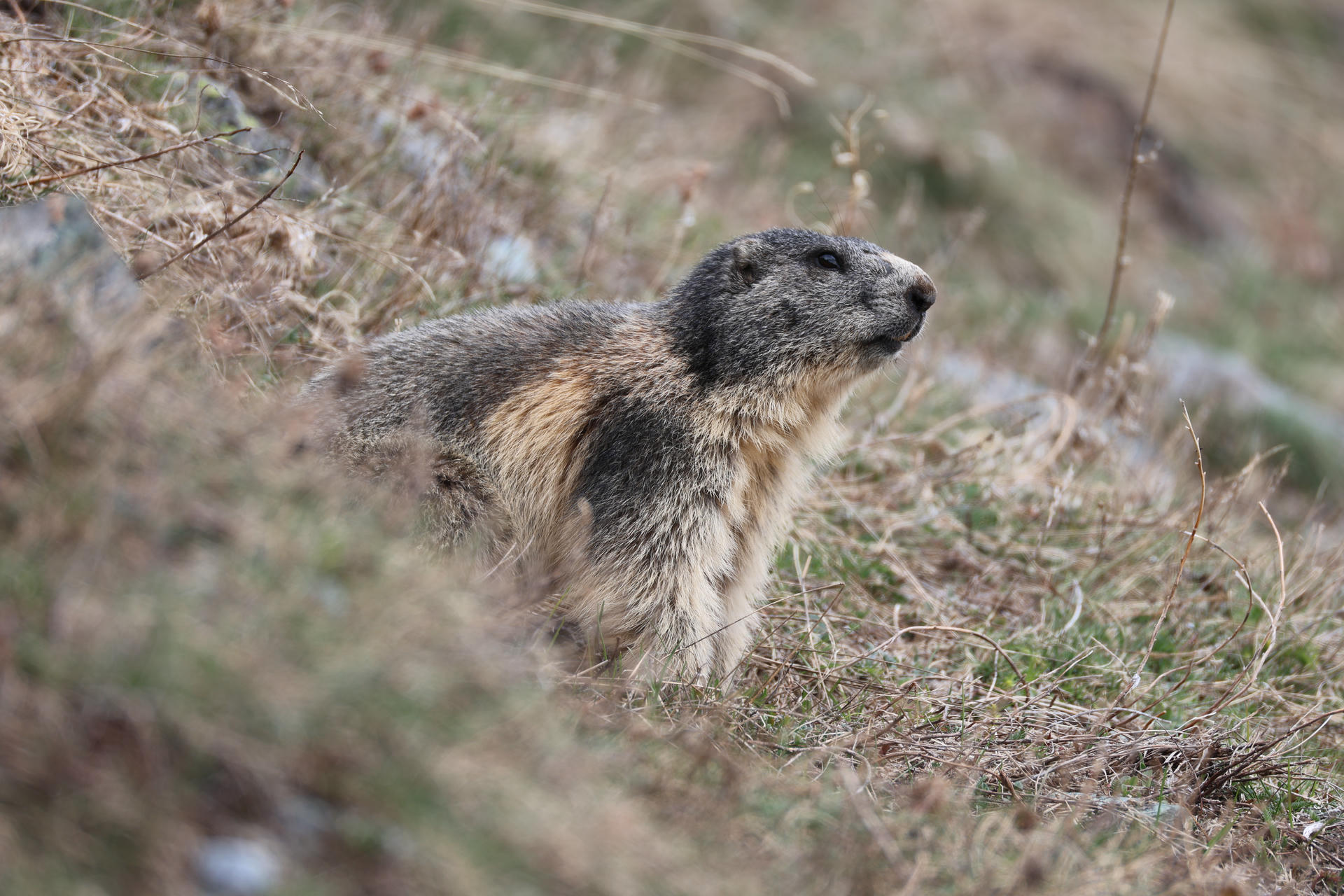 An alpine marmot with thick, grayish-brown fur is sitting upright among dry grass and scattered rocks. The marmot appears alert, gazing into the distance.