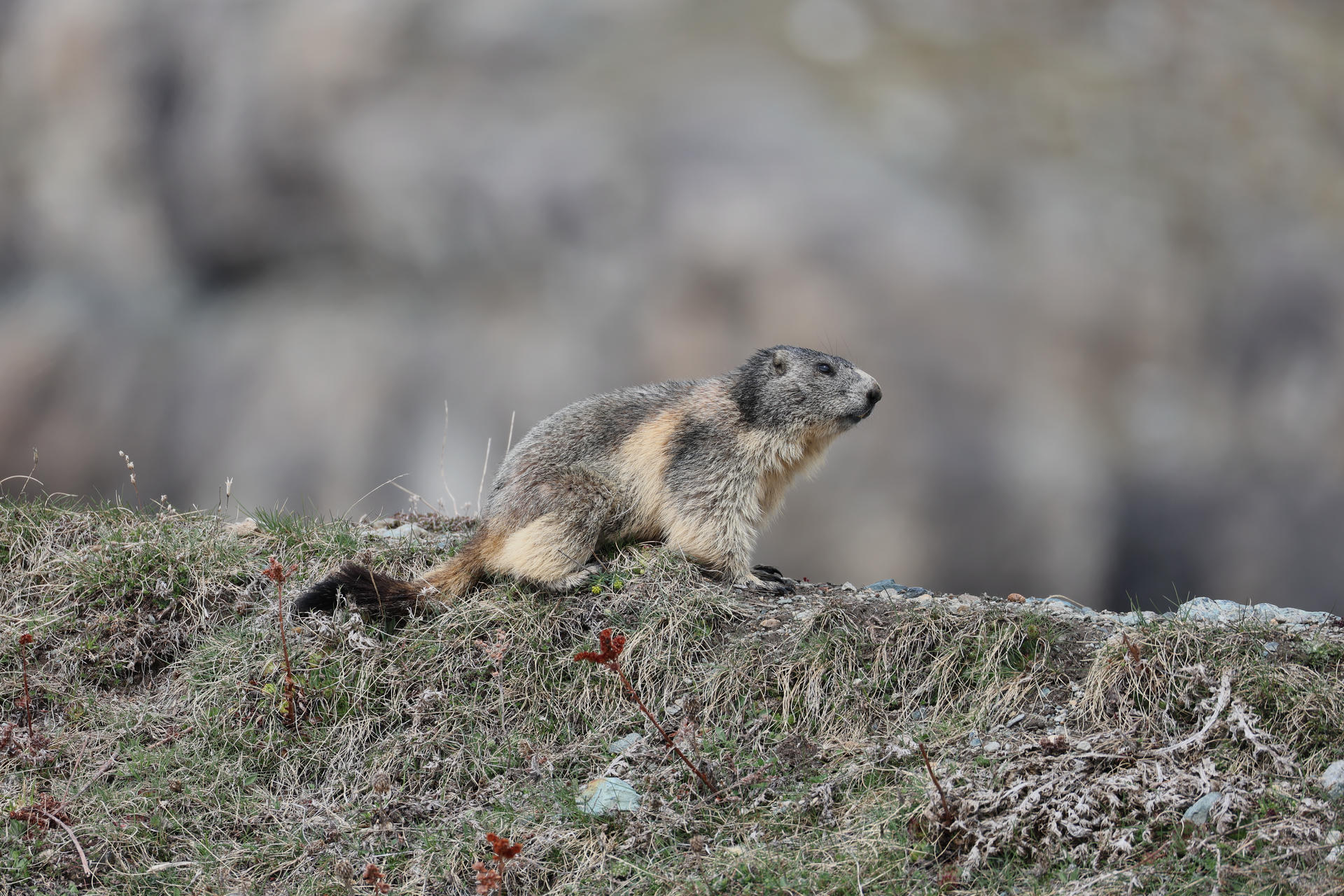 An alpine marmot with thick, grayish-brown fur is perched on a grassy, rocky surface, looking alertly into the distance. The background is softly blurred, highlighting the marmot as the main subject.