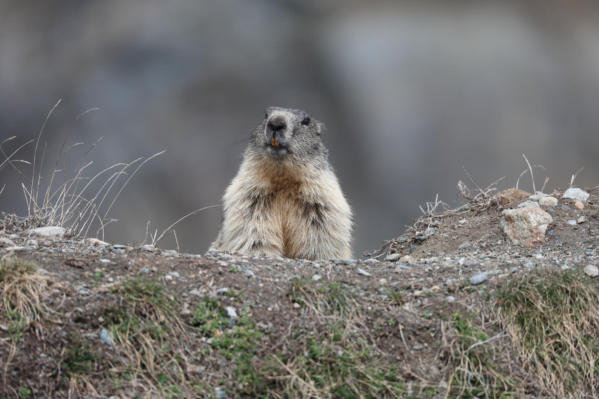An alpine marmot stands upright on rocky ground, looking directly at the camera with its thick, fluffy fur and alert expression. The background is softly blurred, drawing attention to the marmot’s face and whiskers.