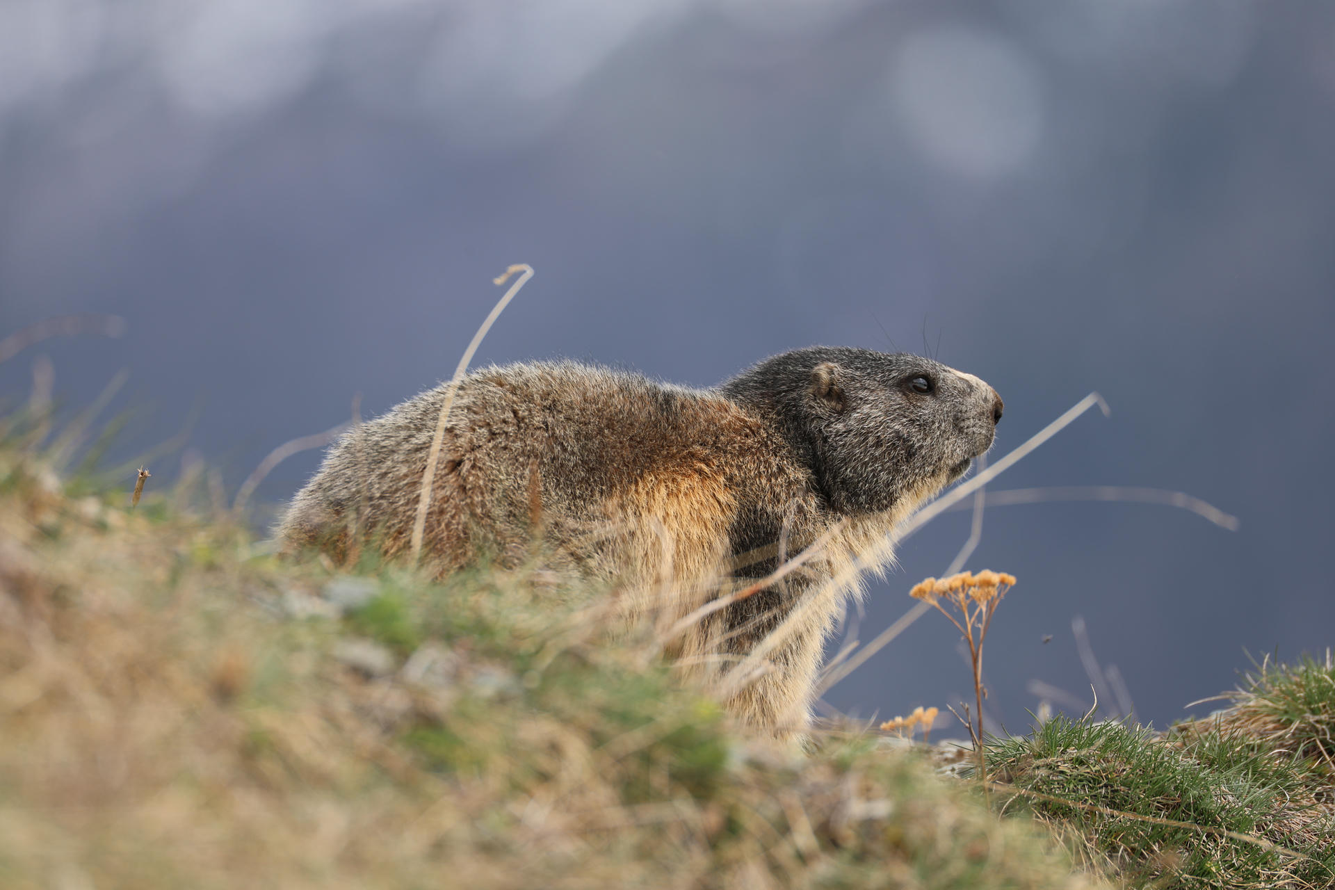 An alpine marmot stands alert on a grassy hillside, with its thick fur blending into the natural surroundings and a blurred mountain backdrop behind it. A few wildflowers and tall grasses add color to the foreground.