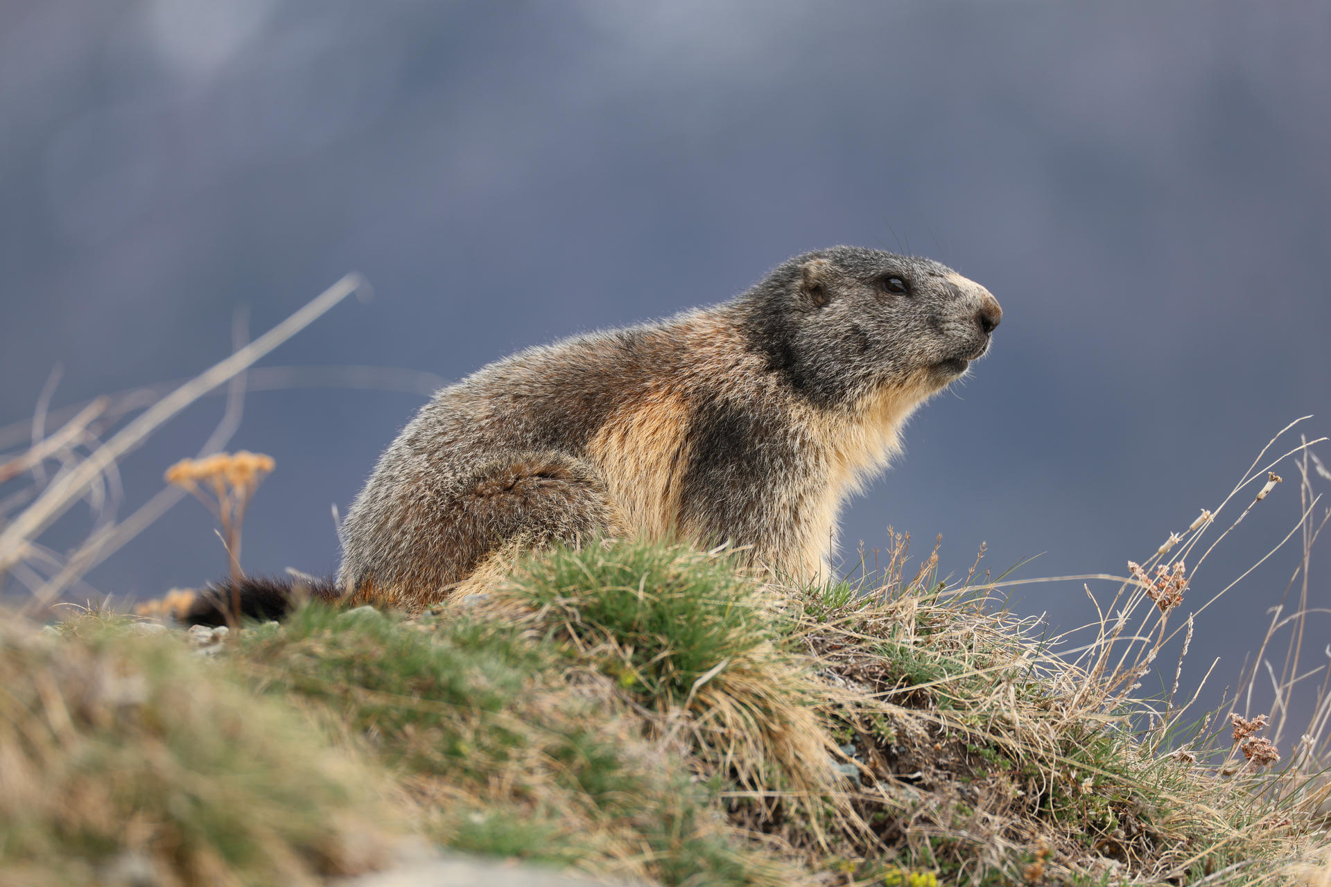 An alpine marmot sits alert on a grassy mound, its thick fur blending with the rocky terrain and a moody, dark sky in the background. The marmot appears to be surveying its surroundings.