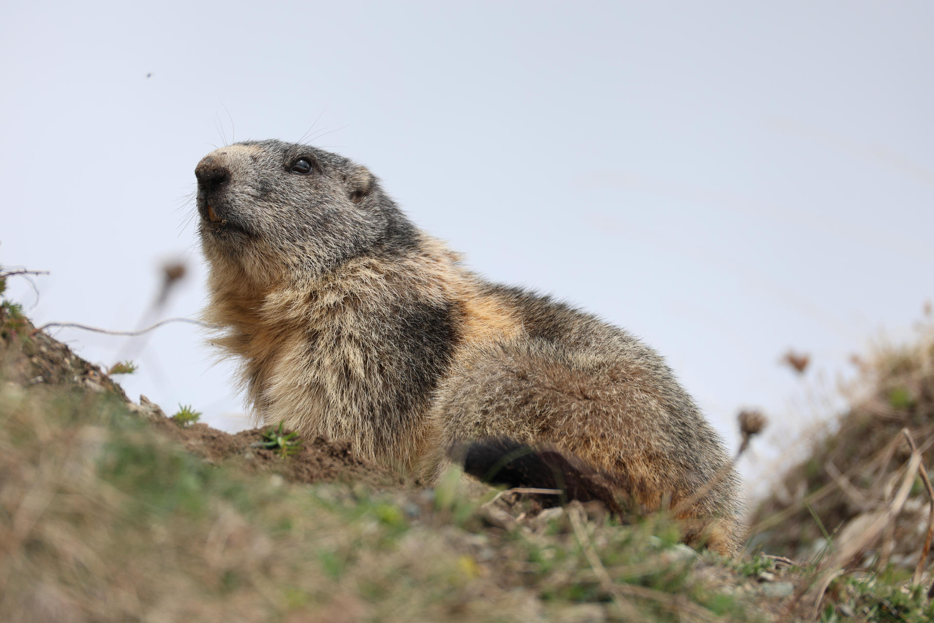 An alpine marmot sits alert on a grassy hillside, its thick fur blending with the earth tones of the landscape under a pale sky. The marmot's head is raised, giving it a watchful and curious appearance.