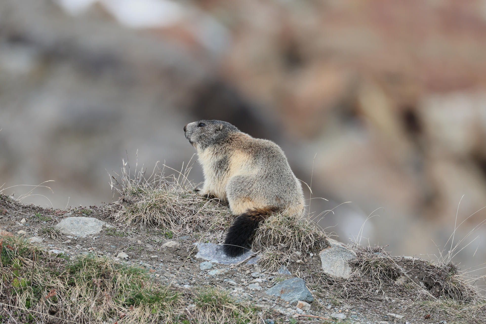 An alpine marmot sits alert on a patch of dry grass and rocks, its thick fur blending with the muted colors of the natural landscape. The marmot's bushy tail is visible as it gazes into the distance.