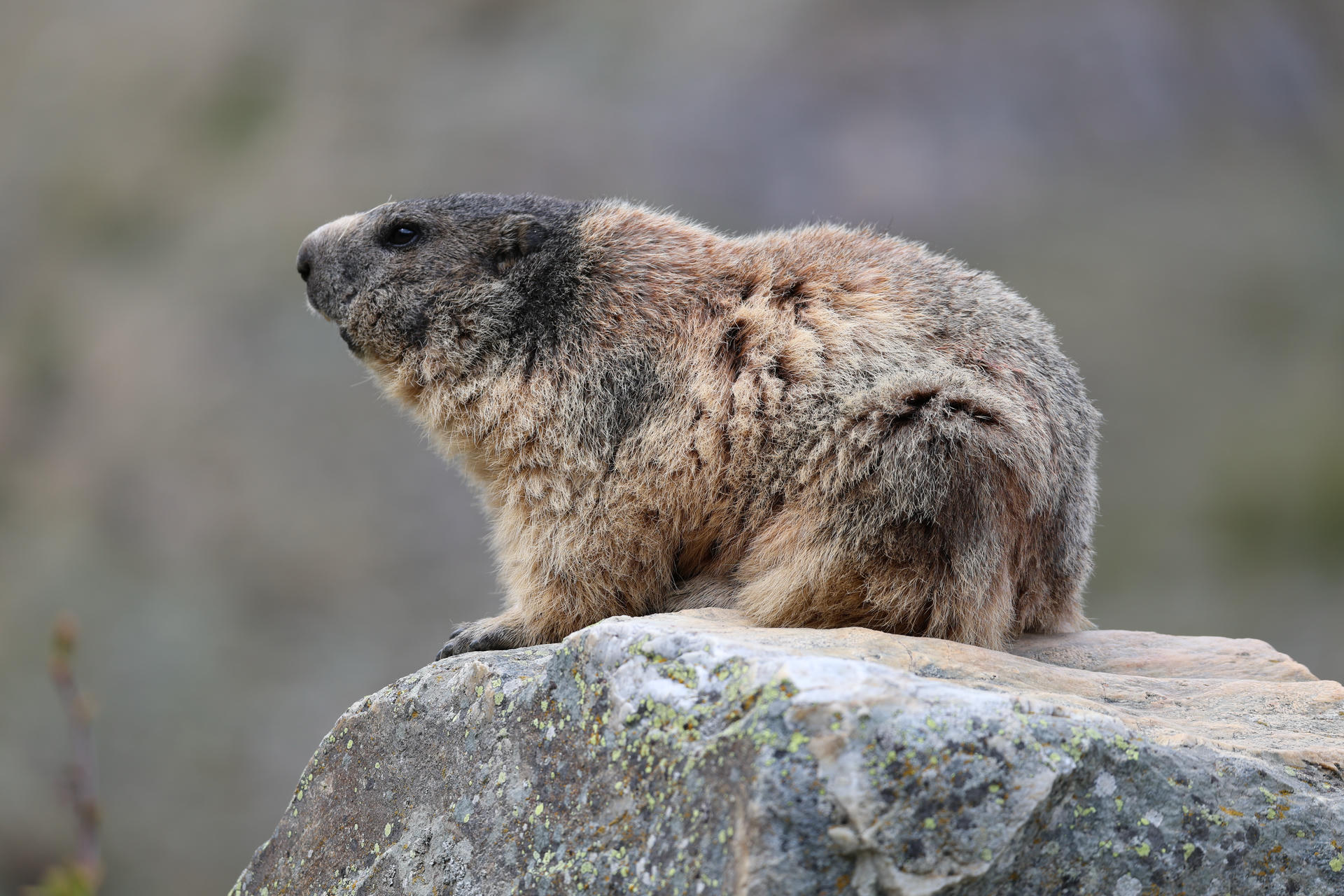 An alpine marmot with thick, brown and gray fur sits alertly on a large rock, gazing into the distance against a blurred natural background. The marmot’s rounded body and short limbs are clearly visible.