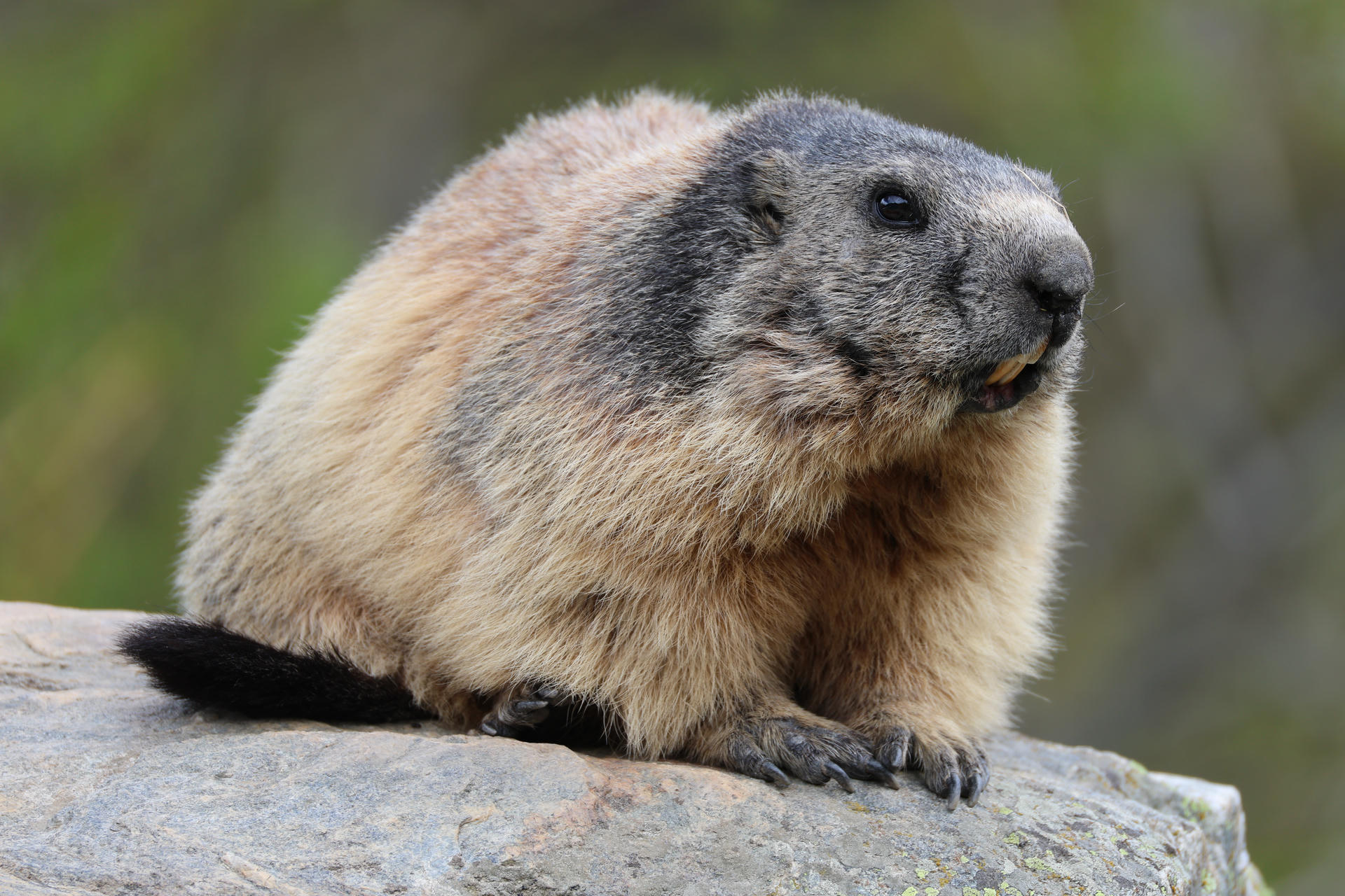 An alpine marmot with thick, brownish-grey fur sits alertly on a rock, its dark face and small ears clearly visible against a blurred natural background. The marmot's front paws rest on the stone as it gazes slightly to the side.