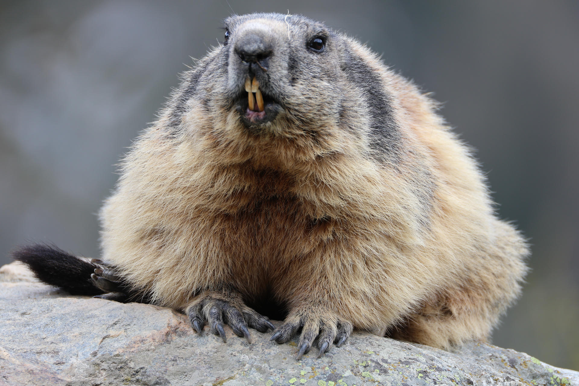 An alpine marmot with thick, fluffy fur and prominent front teeth sits on a rock, facing the camera. Its rounded body and alert expression are clearly visible against a blurred background.