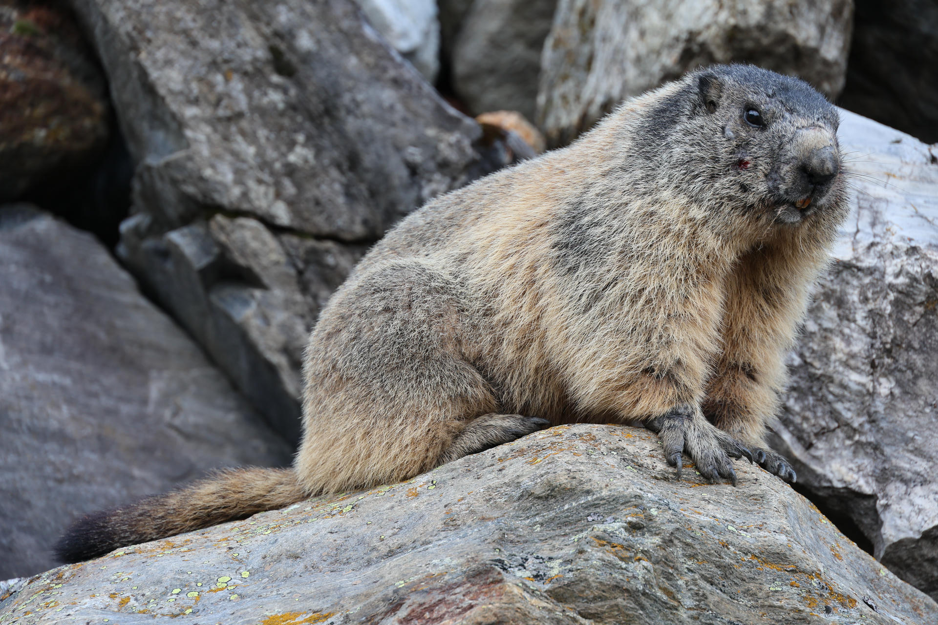 An alpine marmot with thick, grayish-brown fur is perched on a rocky surface, surrounded by large stones. The marmot appears alert, gazing slightly upward.