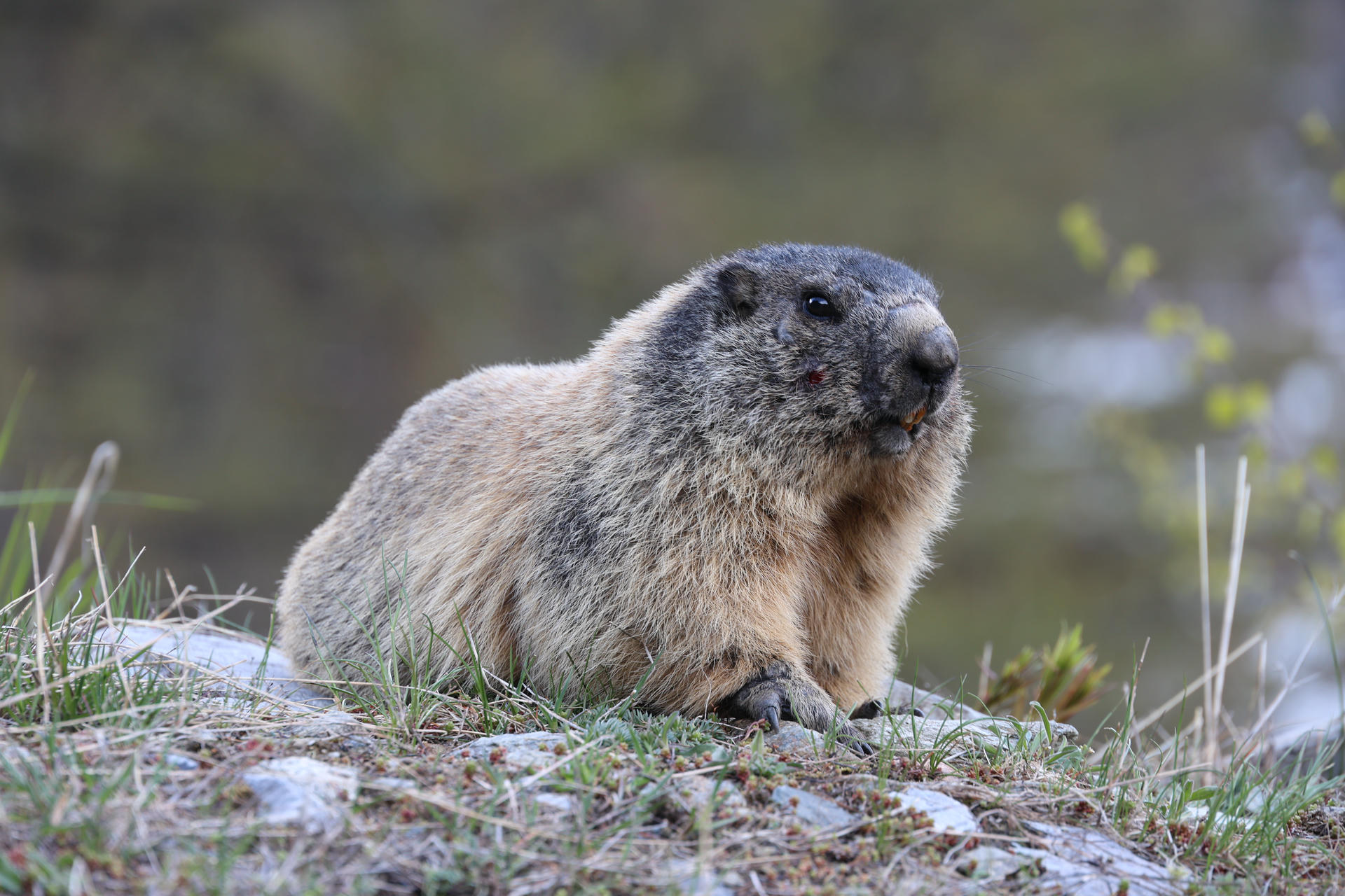An alpine marmot with thick, grayish-brown fur sits alert on a grassy patch, surrounded by small rocks and patches of moss. The background is softly blurred, highlighting the marmot's sturdy body and expressive face.